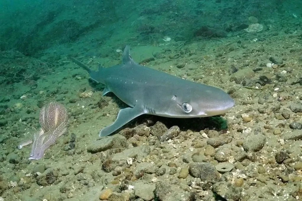 🦈 В Азовском море всё чаще замечают катранов — небольших акул, заходящих через Керченс...