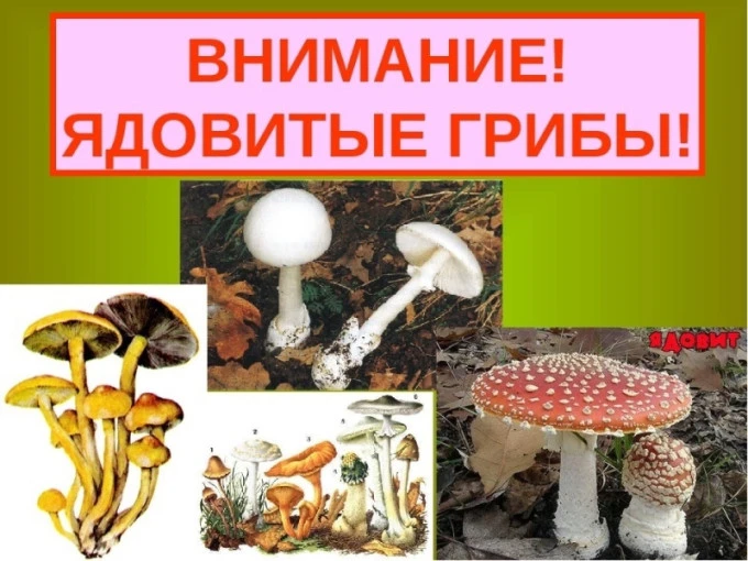 ❗ПРОКУРАТУРА ТОМСКОЙ ОБЛАСТИ
АСИНОВСКАЯ ГОРОДСКАЯ ПРОКУРАТУРА 
ИНФОРМИРУЮТ

                     ПАМ