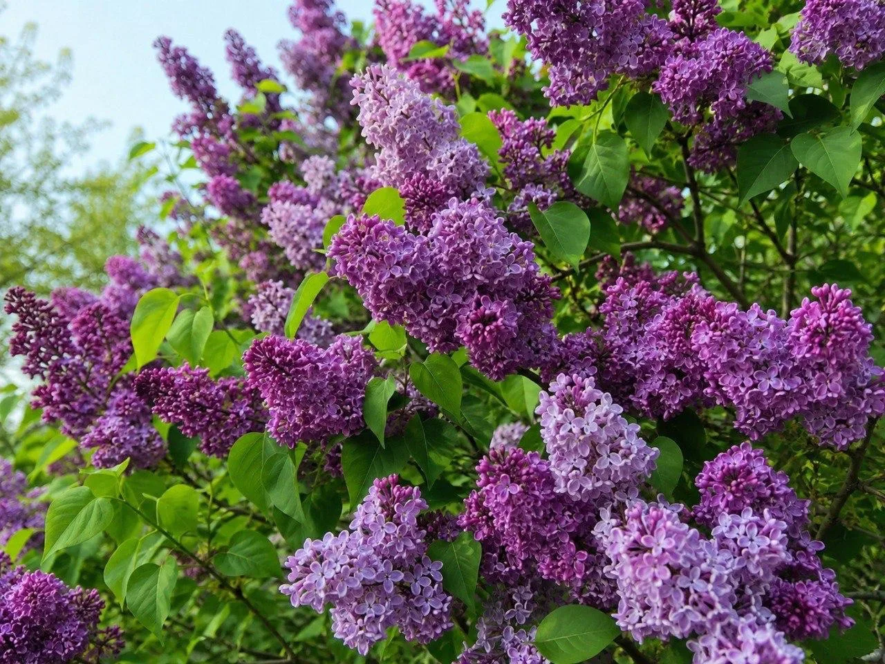 🌸 Веселее с музыкой

Возле корпусов СахГУ и Щуки высадили кустарники сирени. К озеленению подошли о