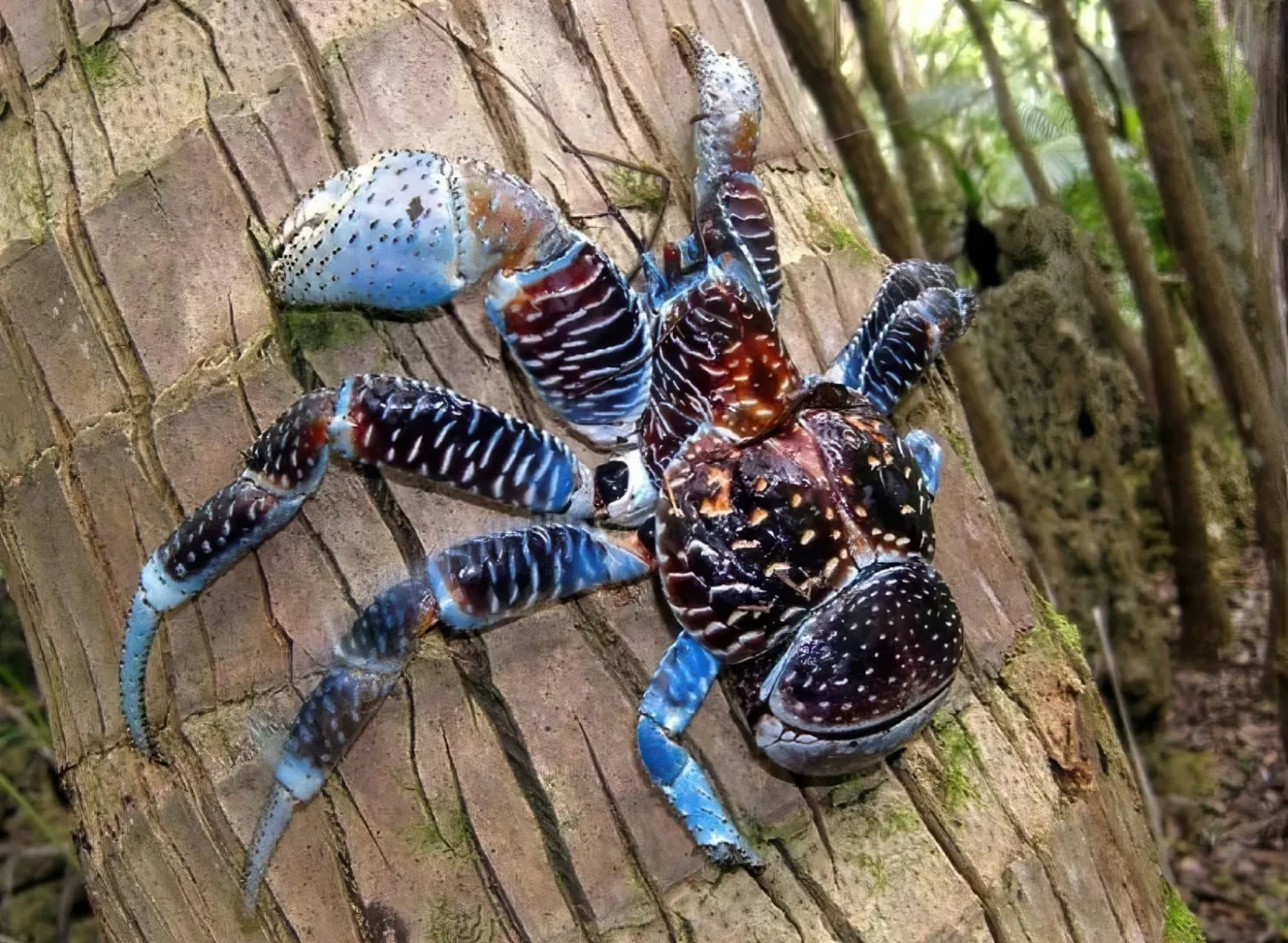 🦀 Кокосовый краб — пальмовый вор-тяжеловес, который вскрывает орехи и только прикидыва...