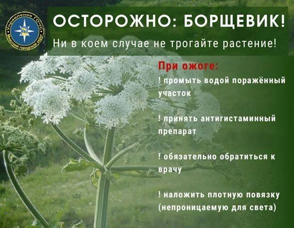 ⛔ОСТОРОЖНО: БОРЩЕВИК!!!