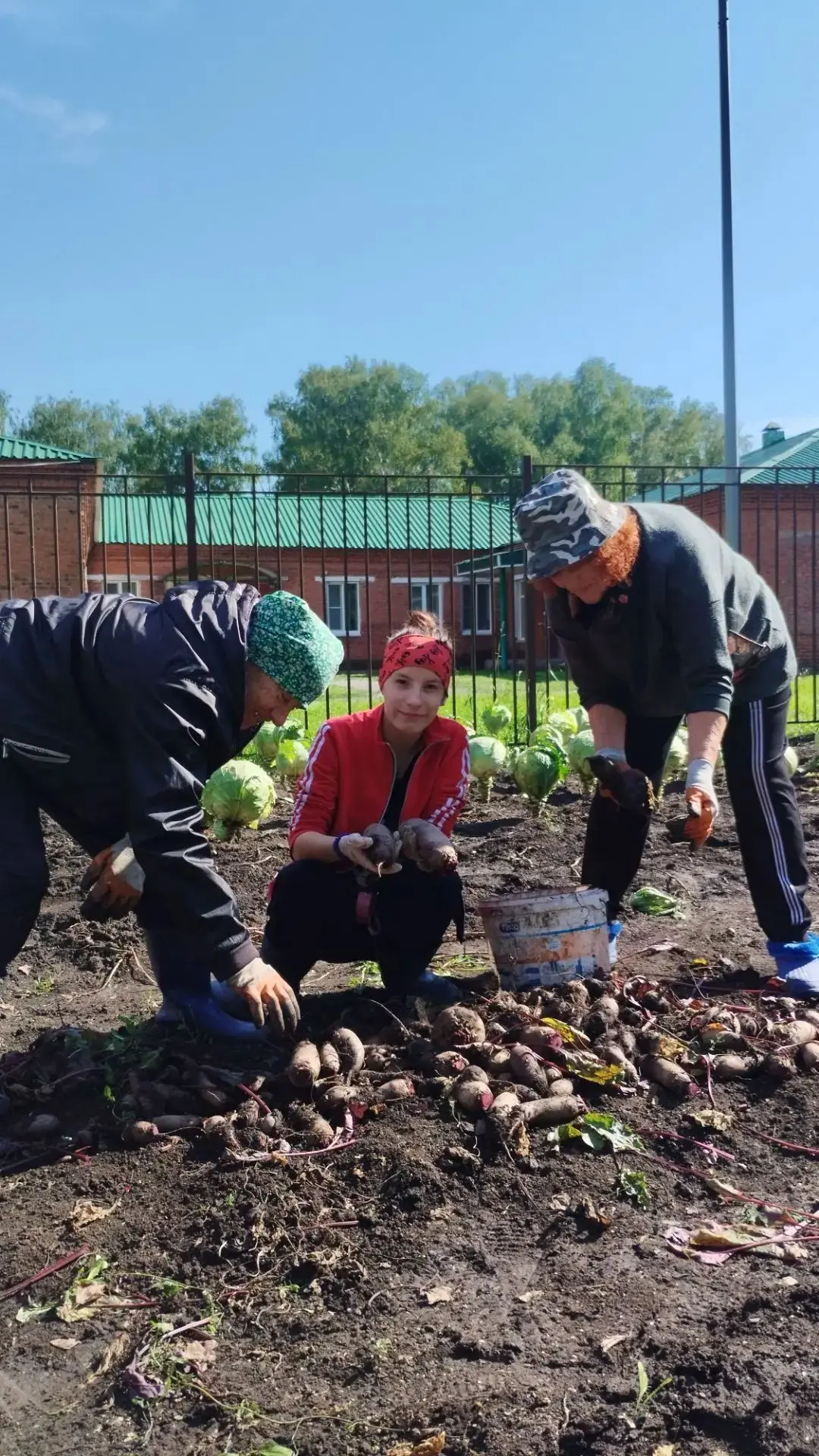 Уборка урожая 🥕