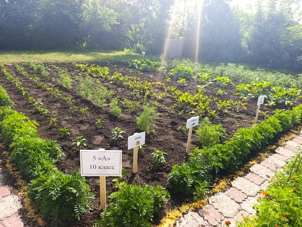 🌞ИЮЛЬ- МАКУШКА ЛЕТА! 🌞
🧐Самое время заглянуть на учебно- опытные участки наших учеников и посмотр