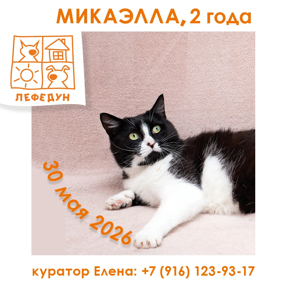 🐾 Привет от двух кошачьих леди!