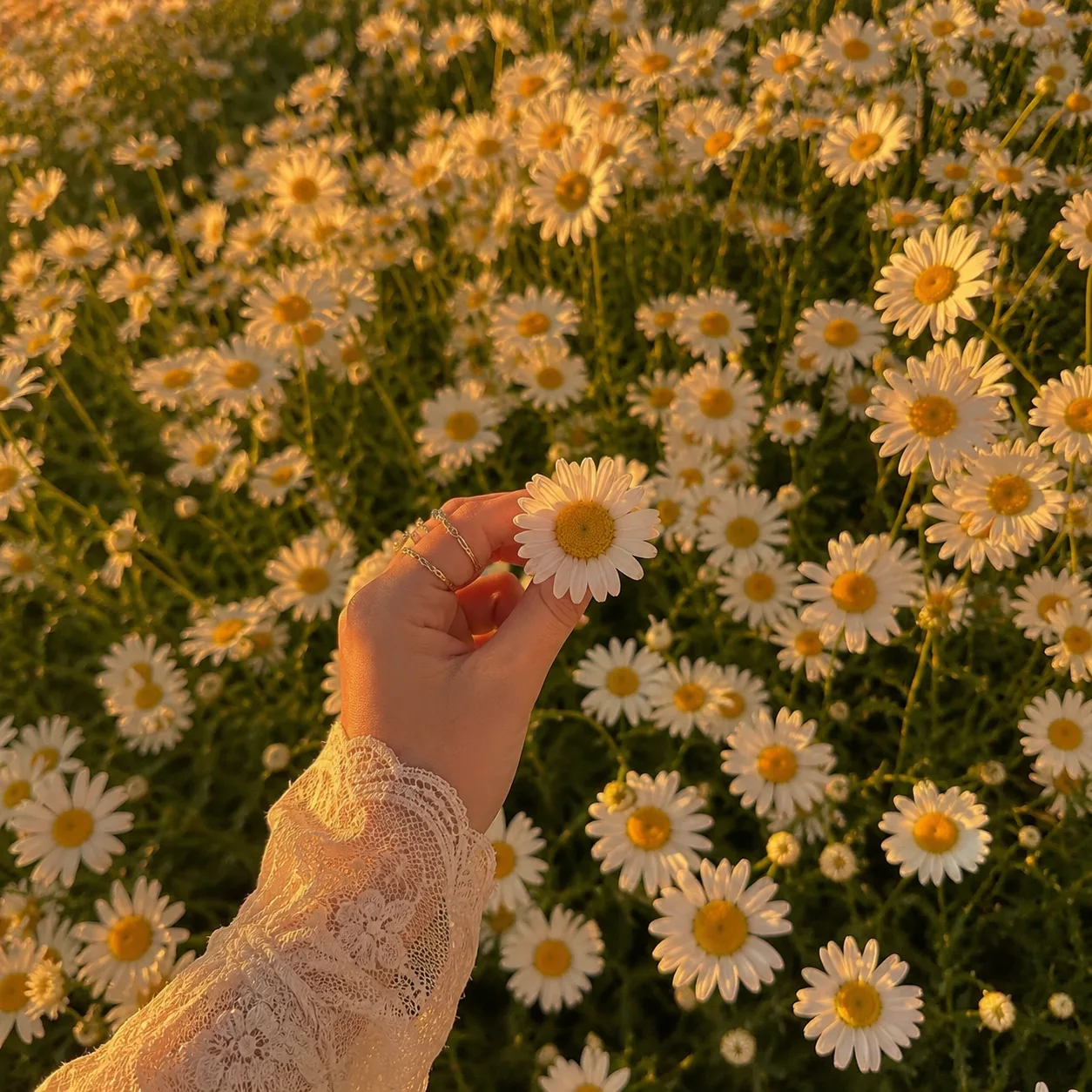 Не сажай цветы в сердцах людей, которые не будут их поливать. 🌸