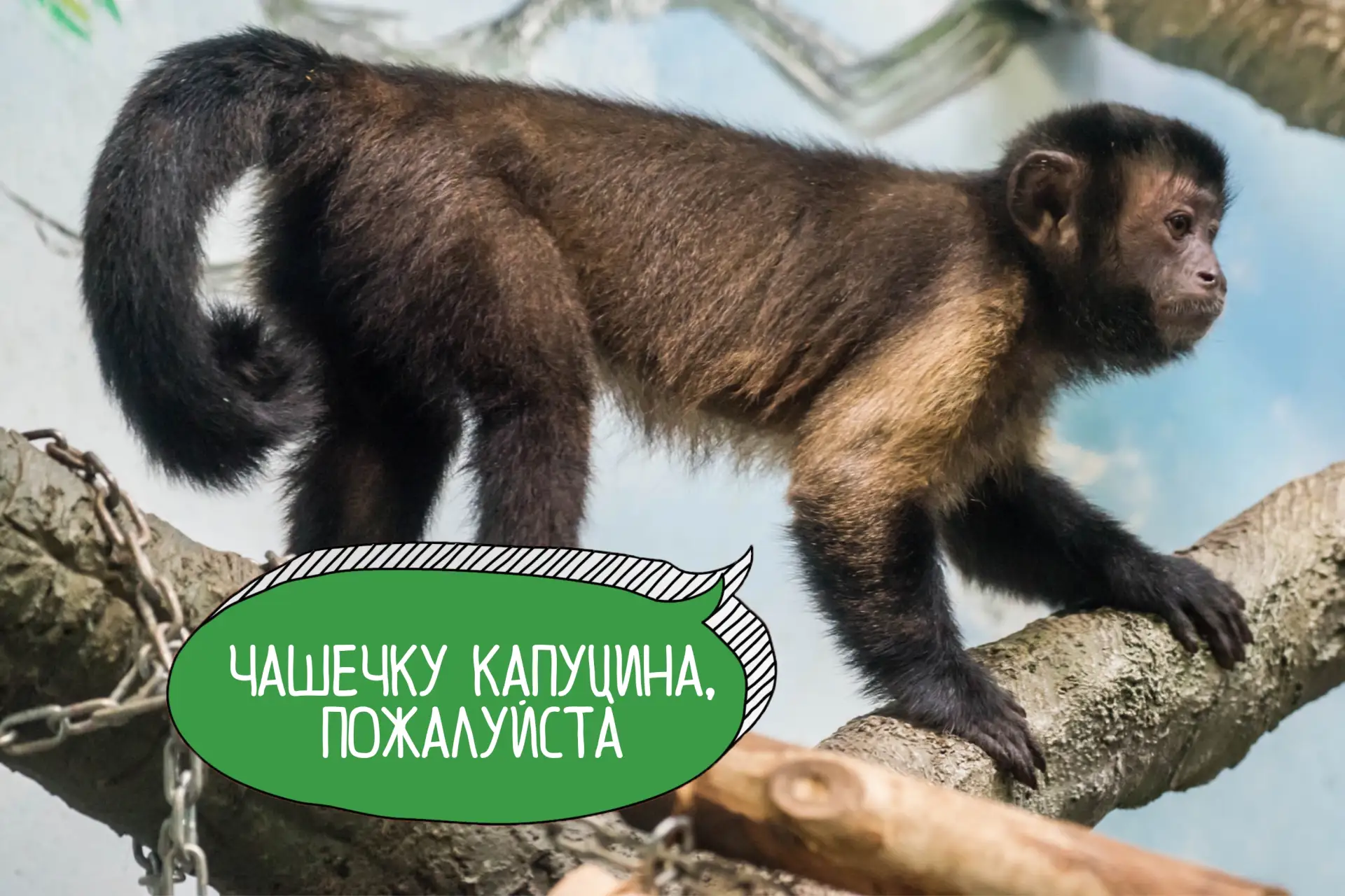 ☕ Если вам кажется, что название «капуцины» похоже на «капучино», то вам не кажется. Но...