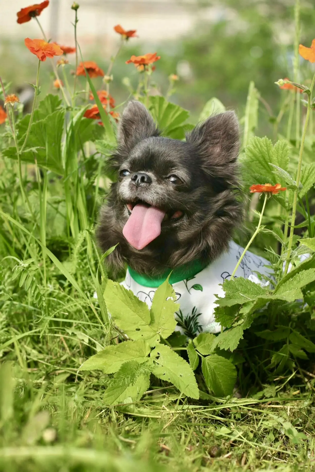 🐾☀️
Не выпускайте солнце из души - оно теплом по жизни разойдётся. 
Пустите в сердце капельку любви