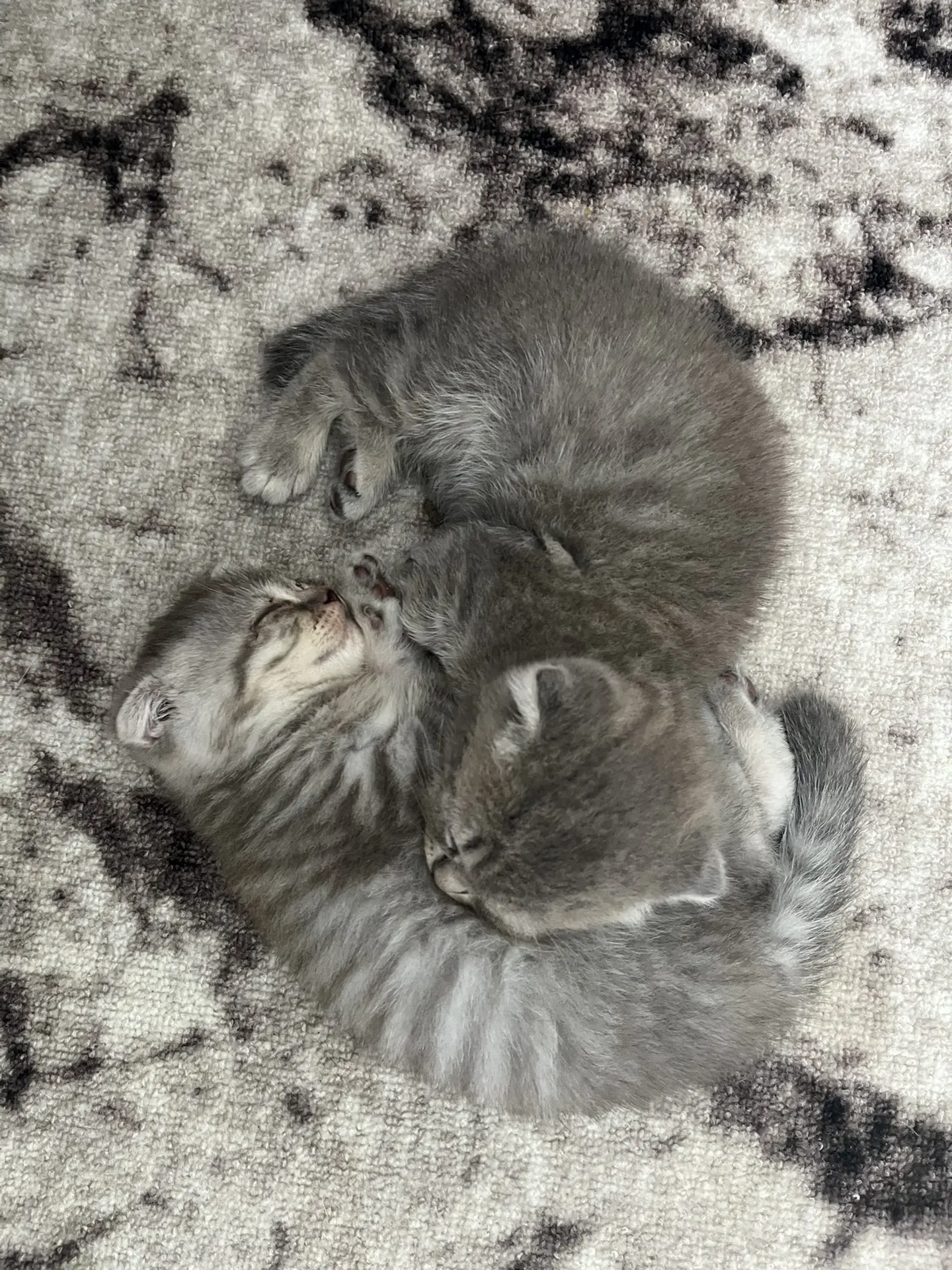 Котята шотландские вислоухие.