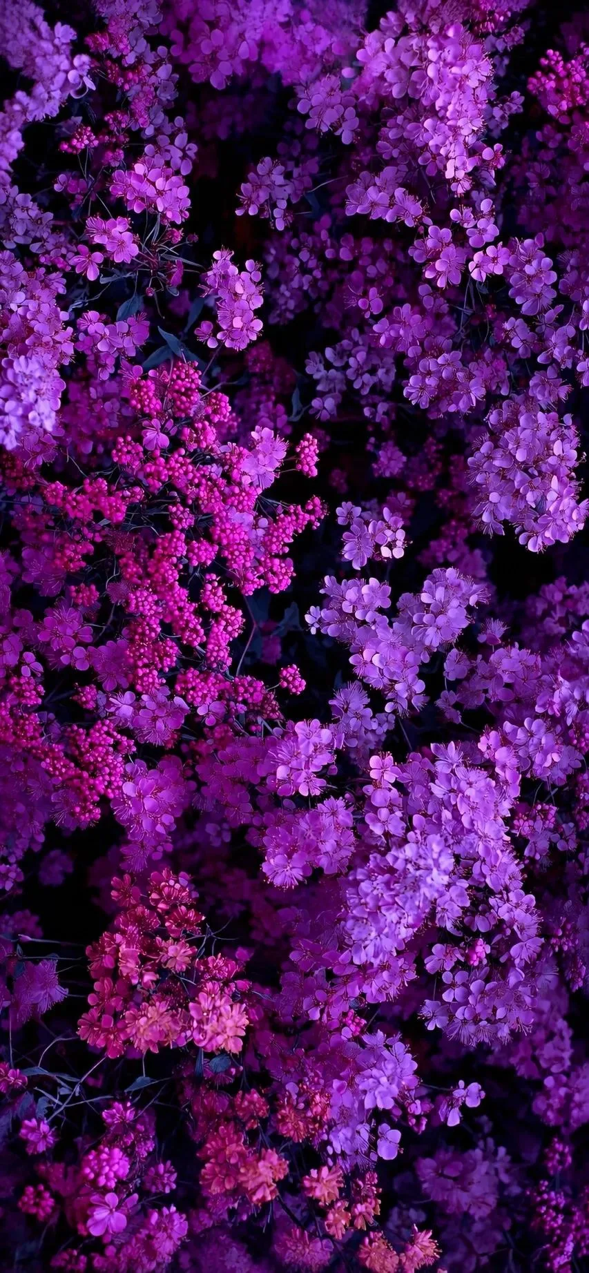Фиолетовые обои 🌌