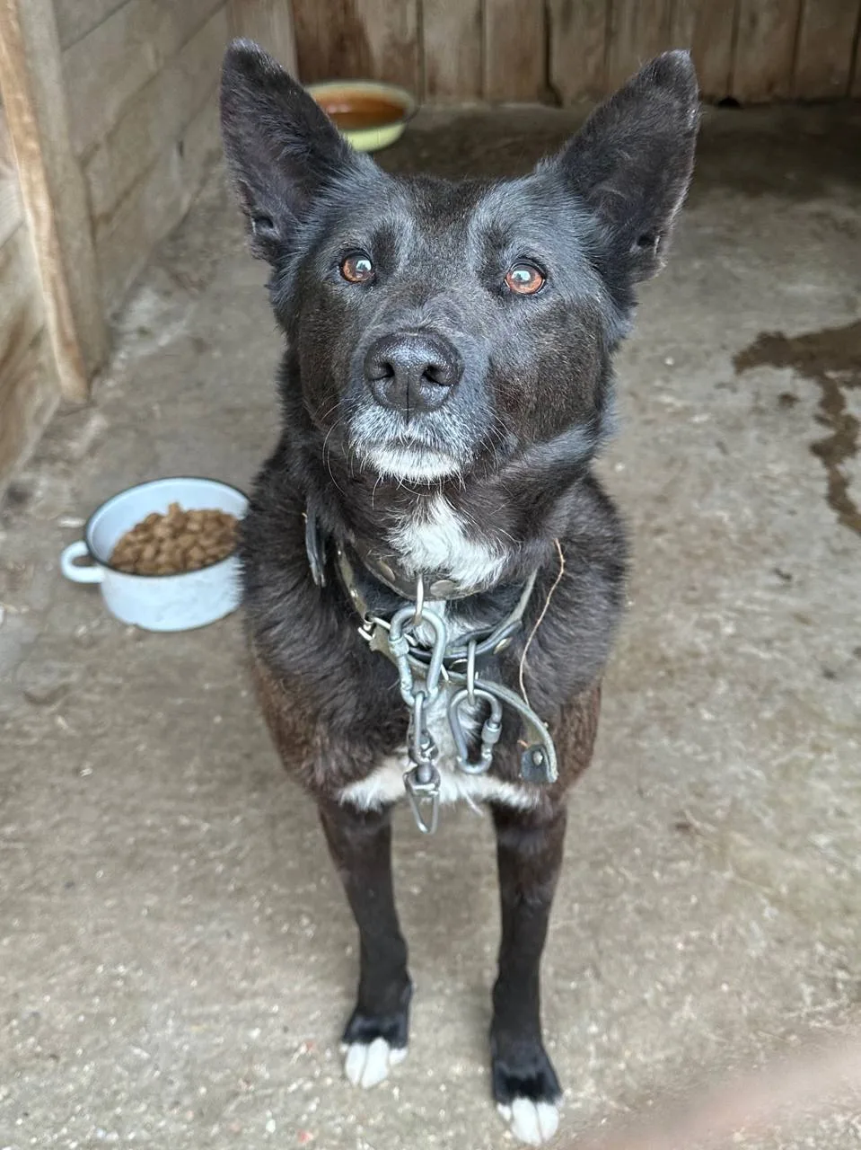 🐾Сбор #дниверности🐾
Сегодня просим поддержать собак, опекаемых нашей группой.

Жизнь идет своим че