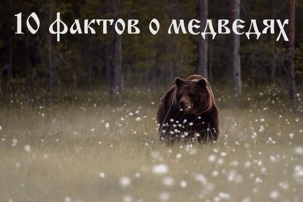 Интересные факты о медведях: