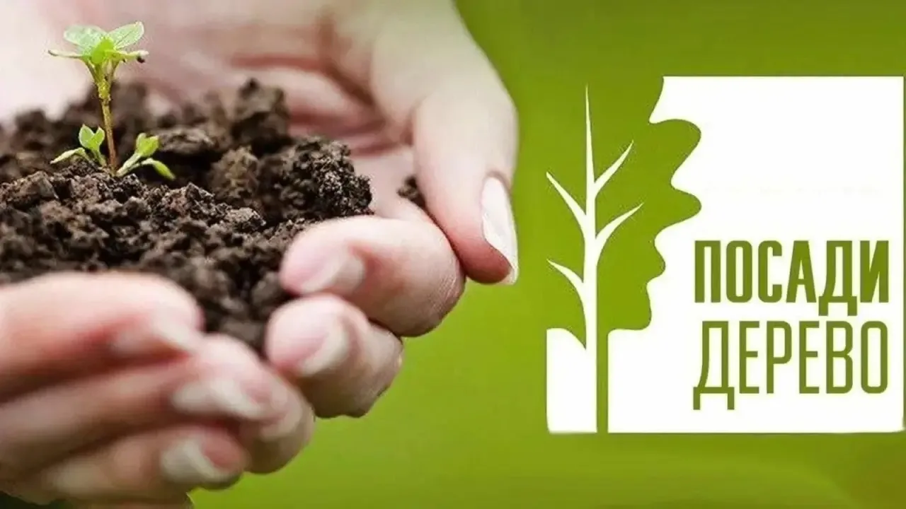 Зелёный десант в деле! 🌿💪  Наш советник директора по воспитанию присоединился к акции «Посади дерево