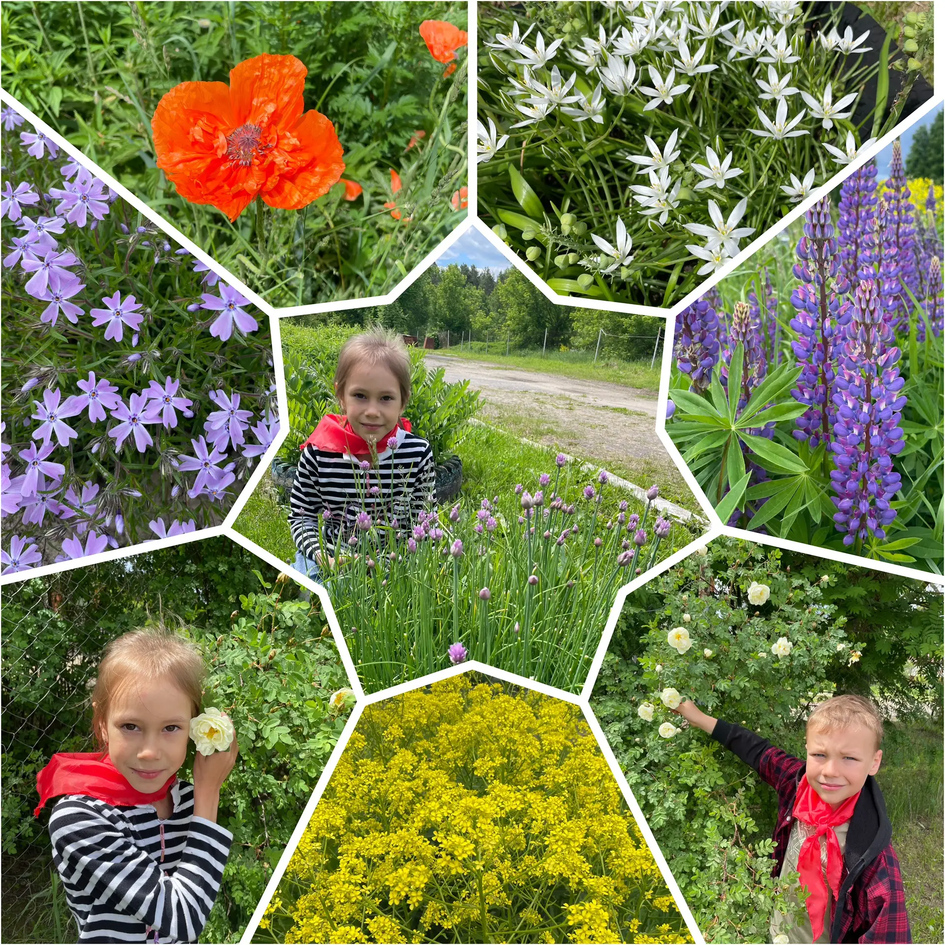 Фотоколлажи  наших юных исследователей 📷🌸🌿