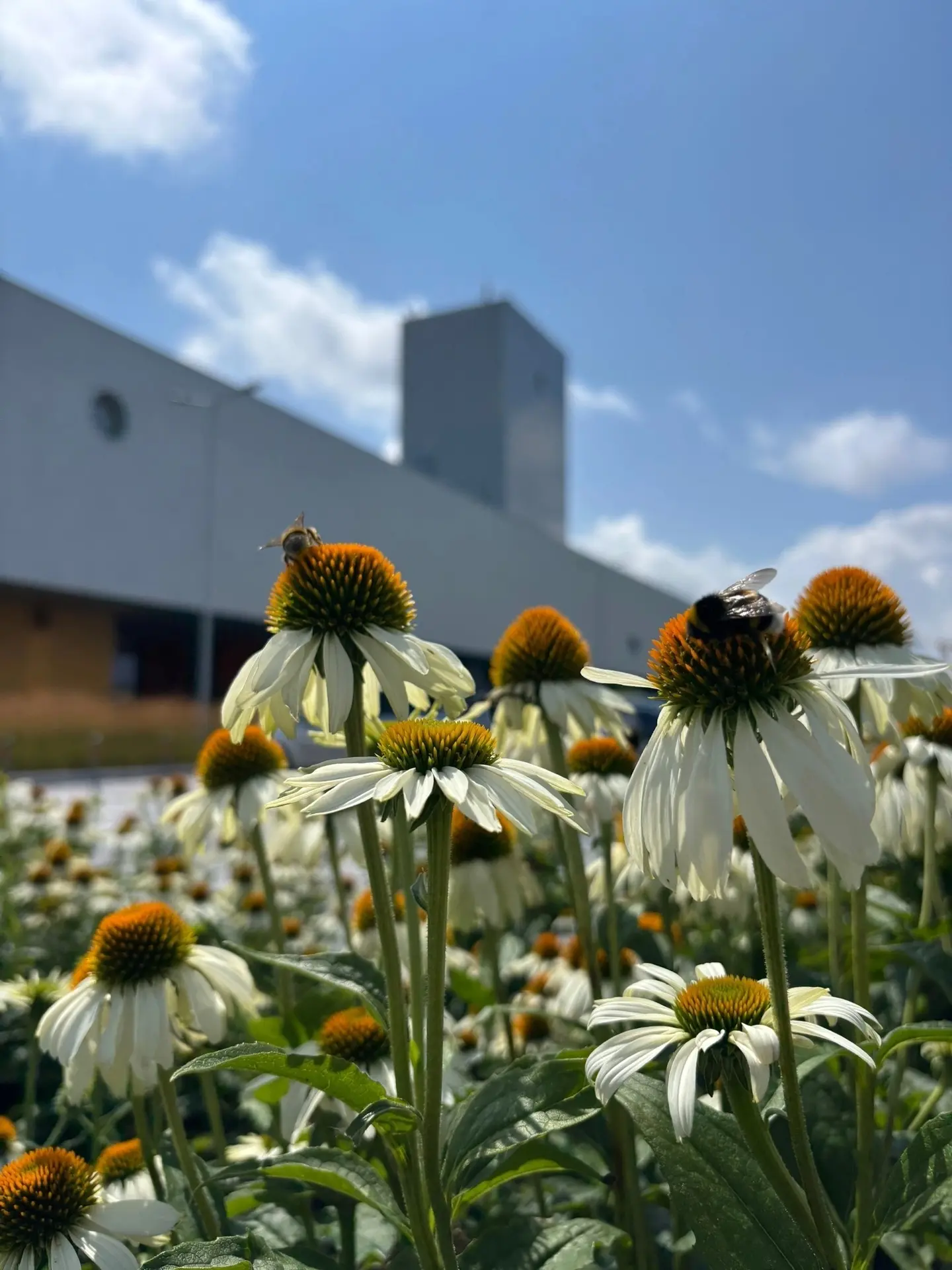 #фотодня

Лето в Третьяковской галерее Калининграда💛