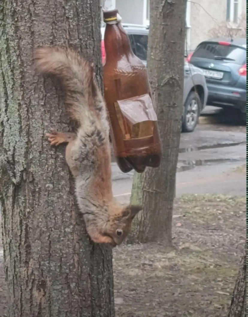 🥹 Встречаем диких соседей района