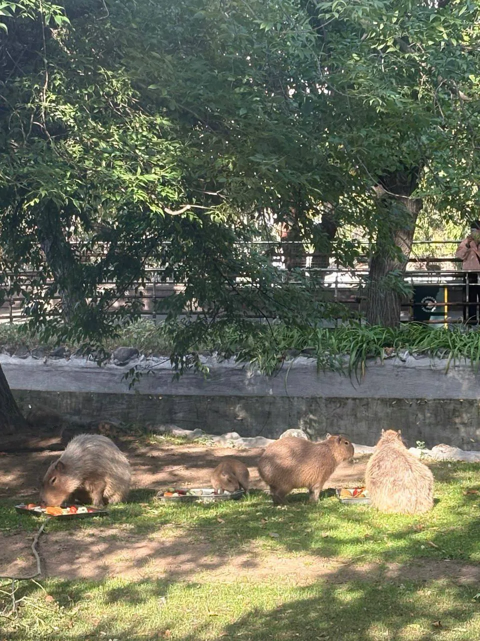У окон Московского зоопарка прохожие фотографируют малыша-капибару