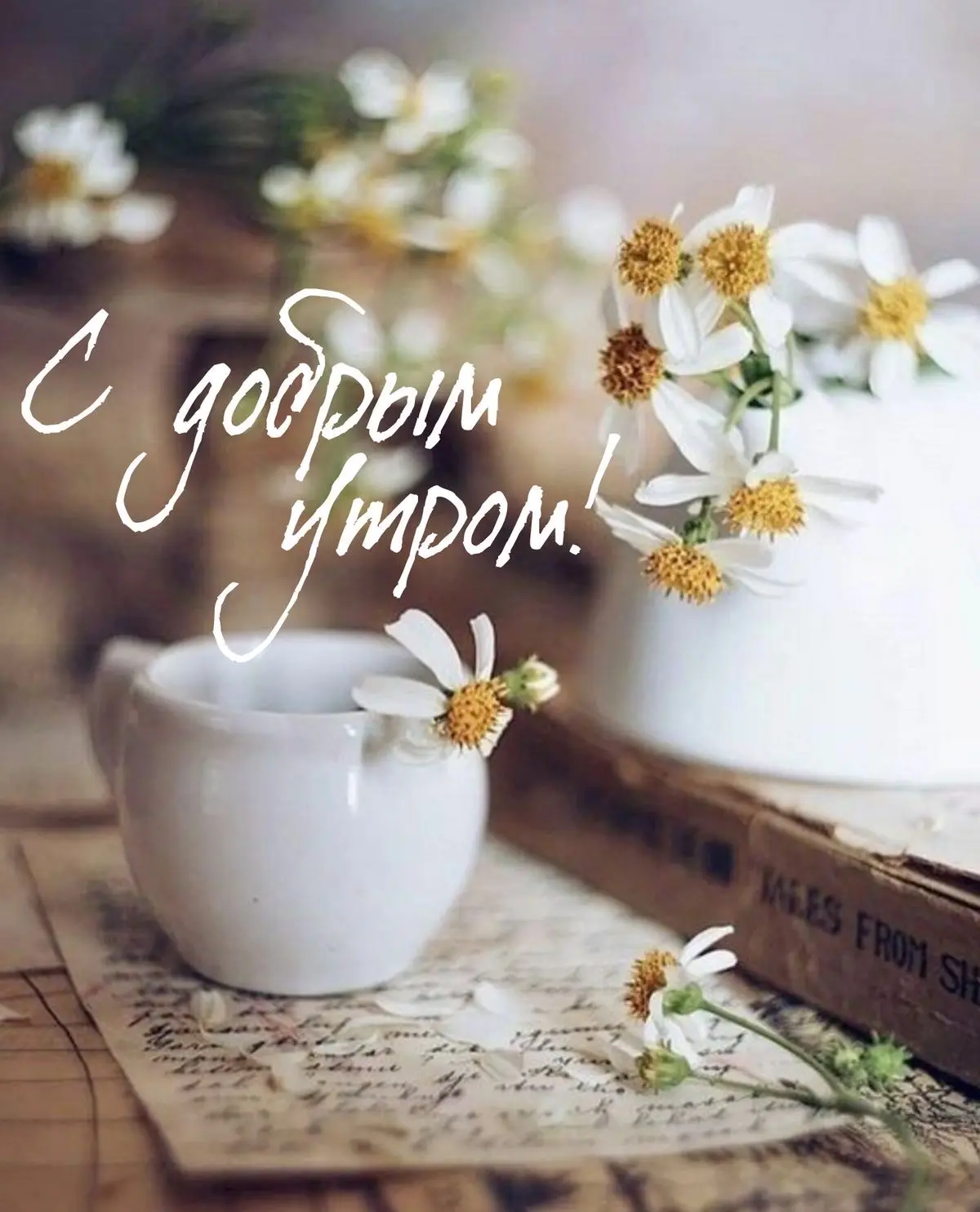 ✨🌼