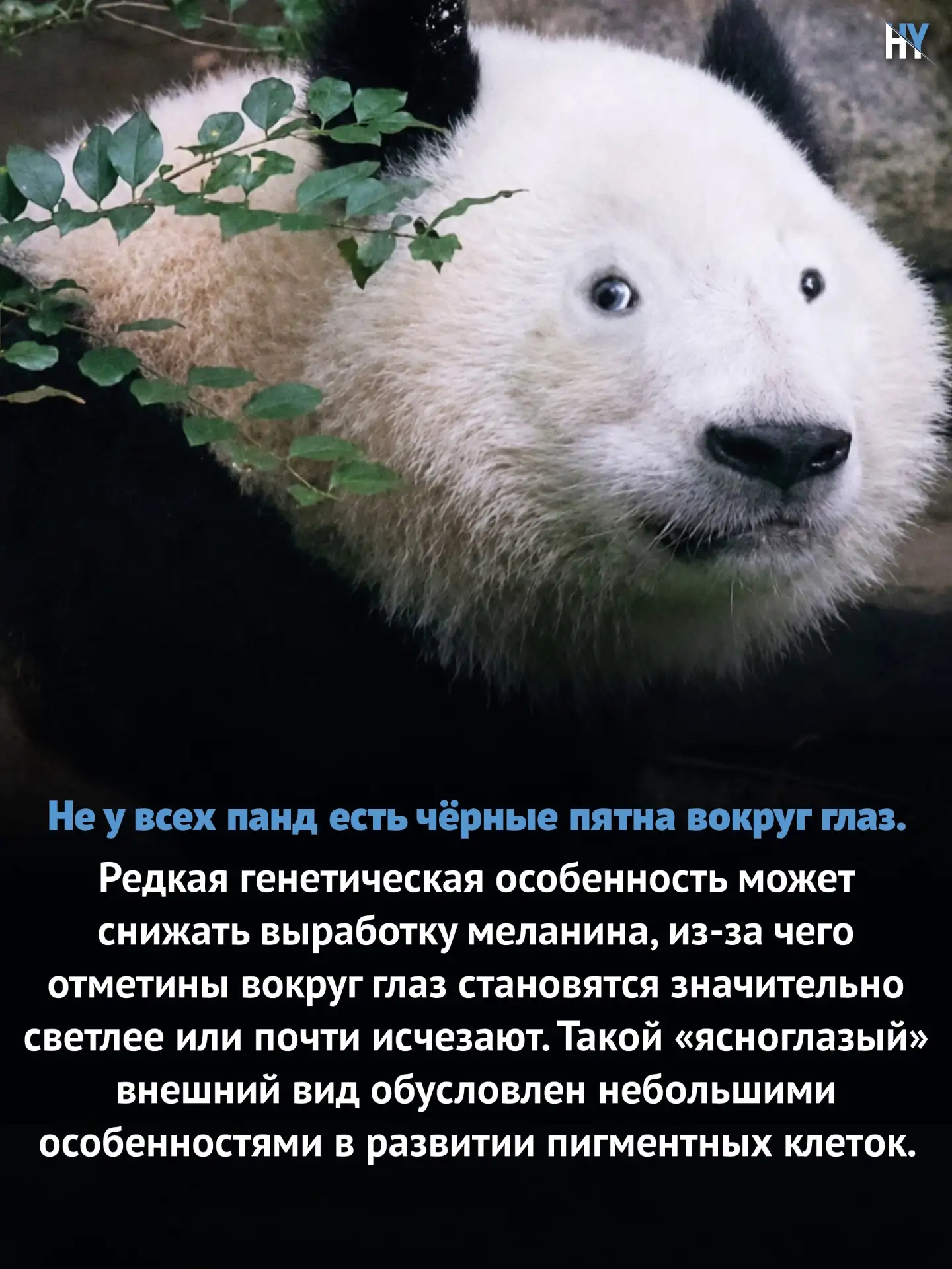🐼 Кажется, кто-то забыл накрасить глазки!

Только взгляните на эту уникальную панду. Мы привыкли, ч