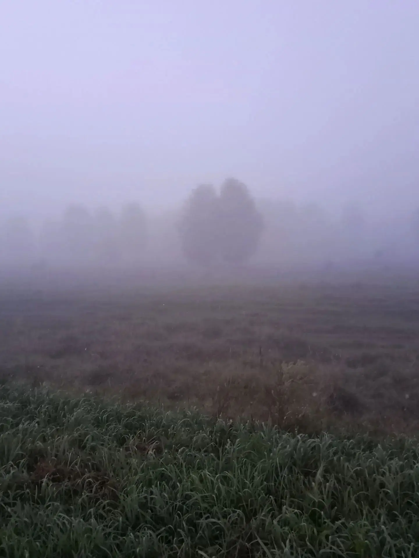 Доброе туманное утро!