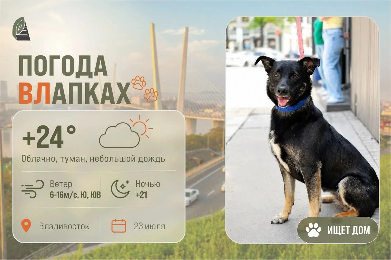 #ПогодаВЛапках

🌤️ Облачно с прояснениями. 

В прогнозе красавица Бэтта – идеально ладит с детьми, 