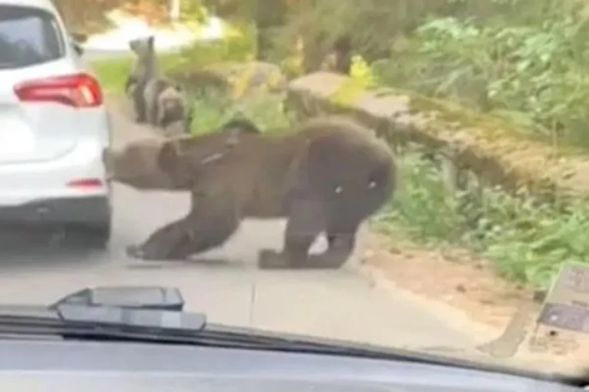 🐻В горах Румынии медведица зубами оторвала задний бампер проезжающей машины