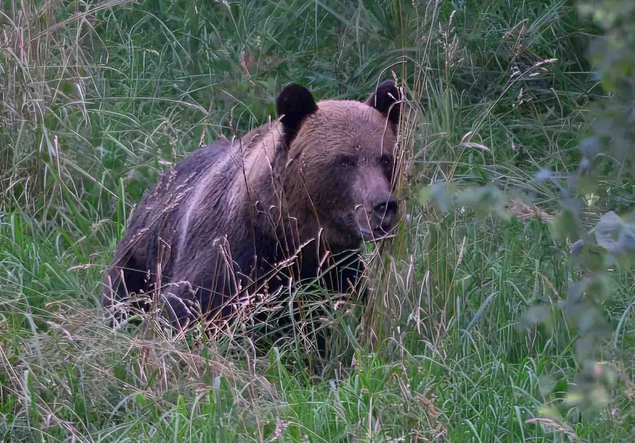 🐻 Целых 24 встречи с медведями за 6 дней — вот это удача! Фотограф дикой природы побыв...