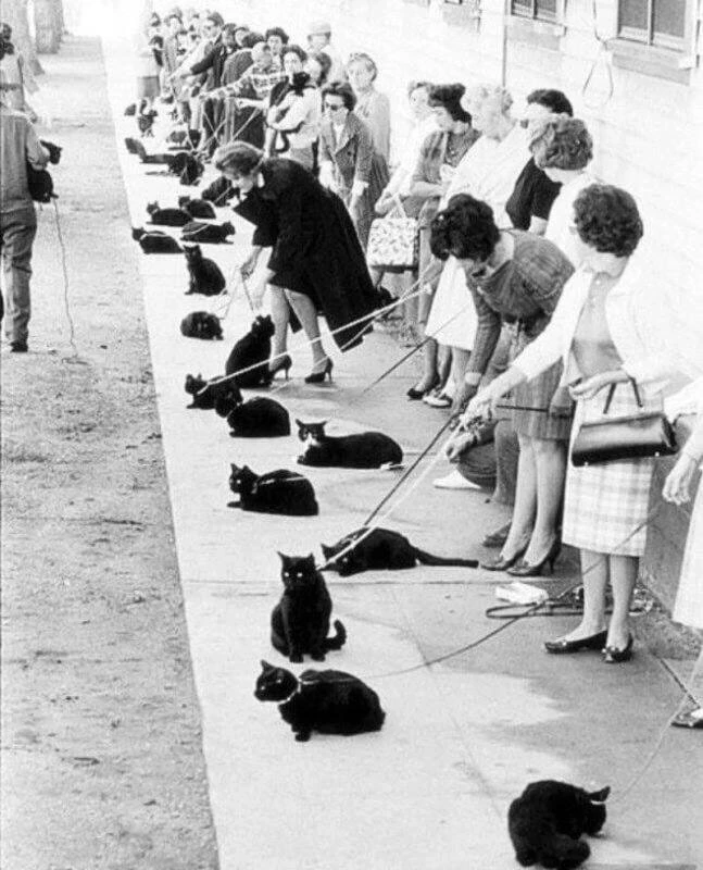 Кастинг чёрных котов на главную роль в фильме ужасов ,Голливуд ,1961 год.