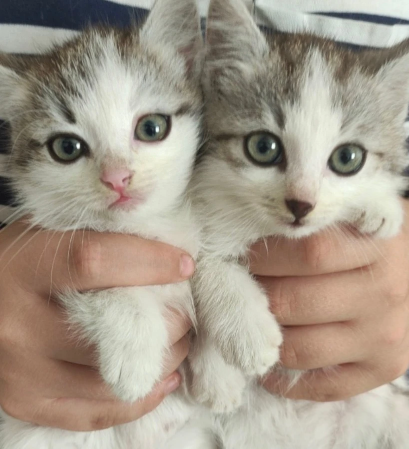 Отдам котят.Мальчик и девочка.89229086956
