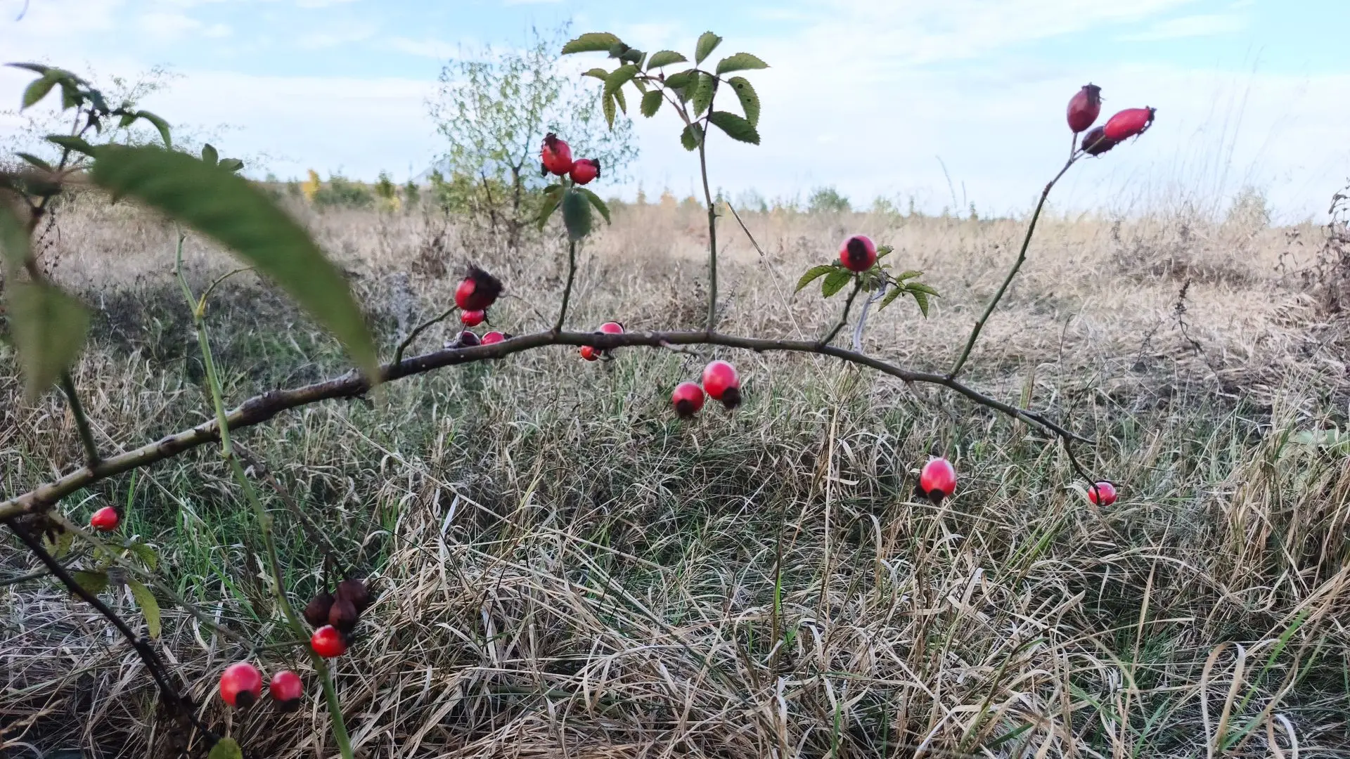 🌿Поля и горы.