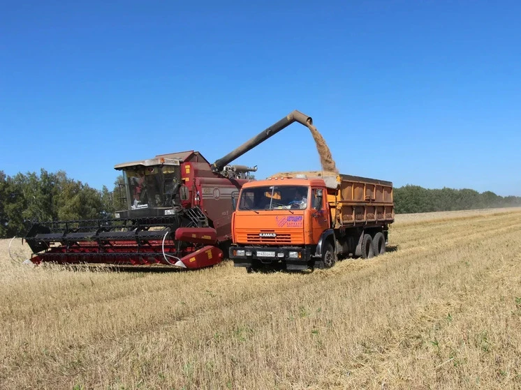 🌾 В Алтайском крае аграрии убрали уже 86% посевных площадей