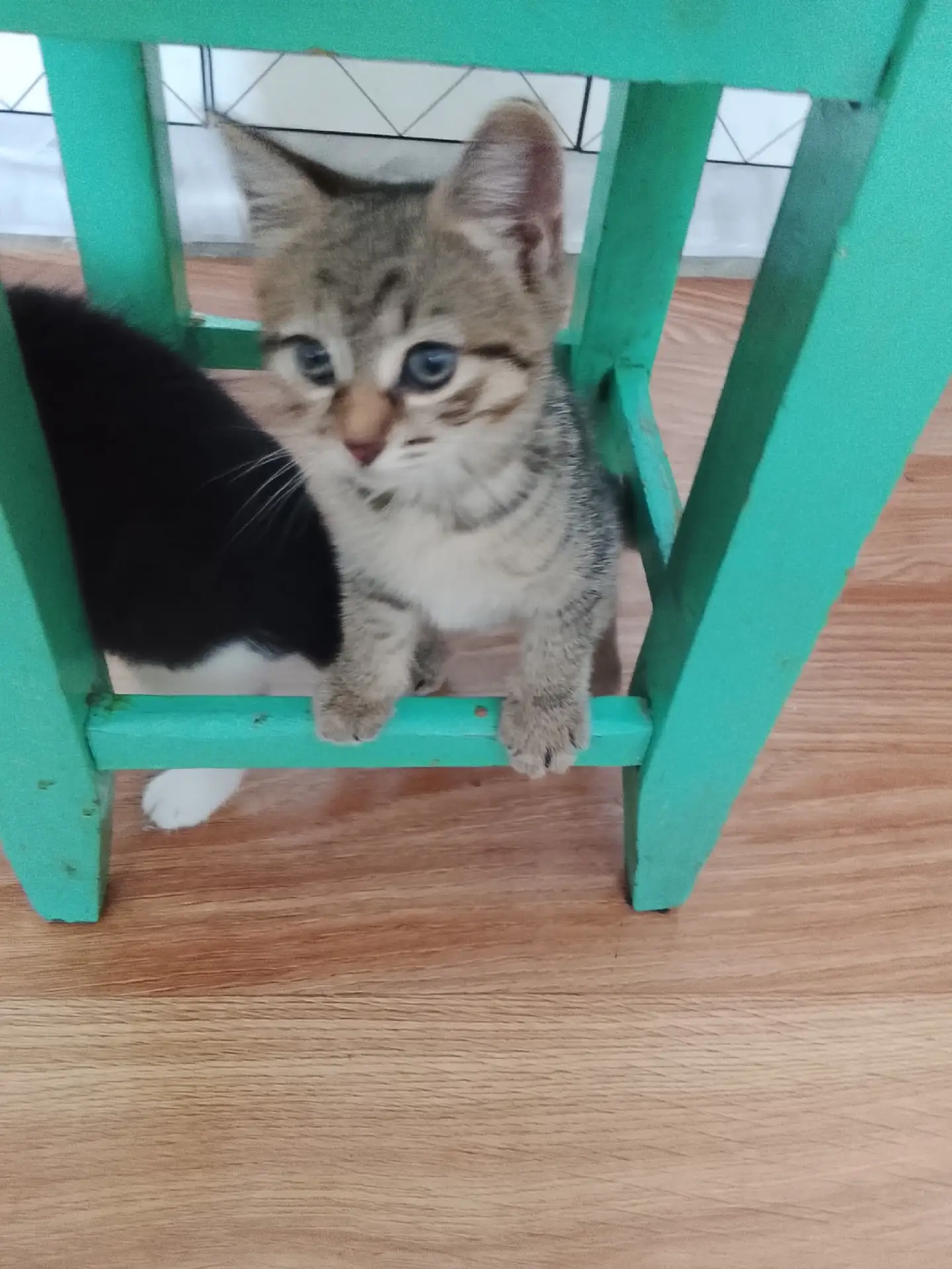 Отдам в добрые руки котят .две девочки и один мальчик кушают влажный корм приучены у лотку три месяц