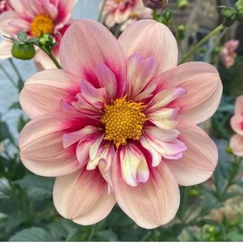 Георгина «Рубард энд Кастард» (Dahlia 'Rhubarb and Custard')