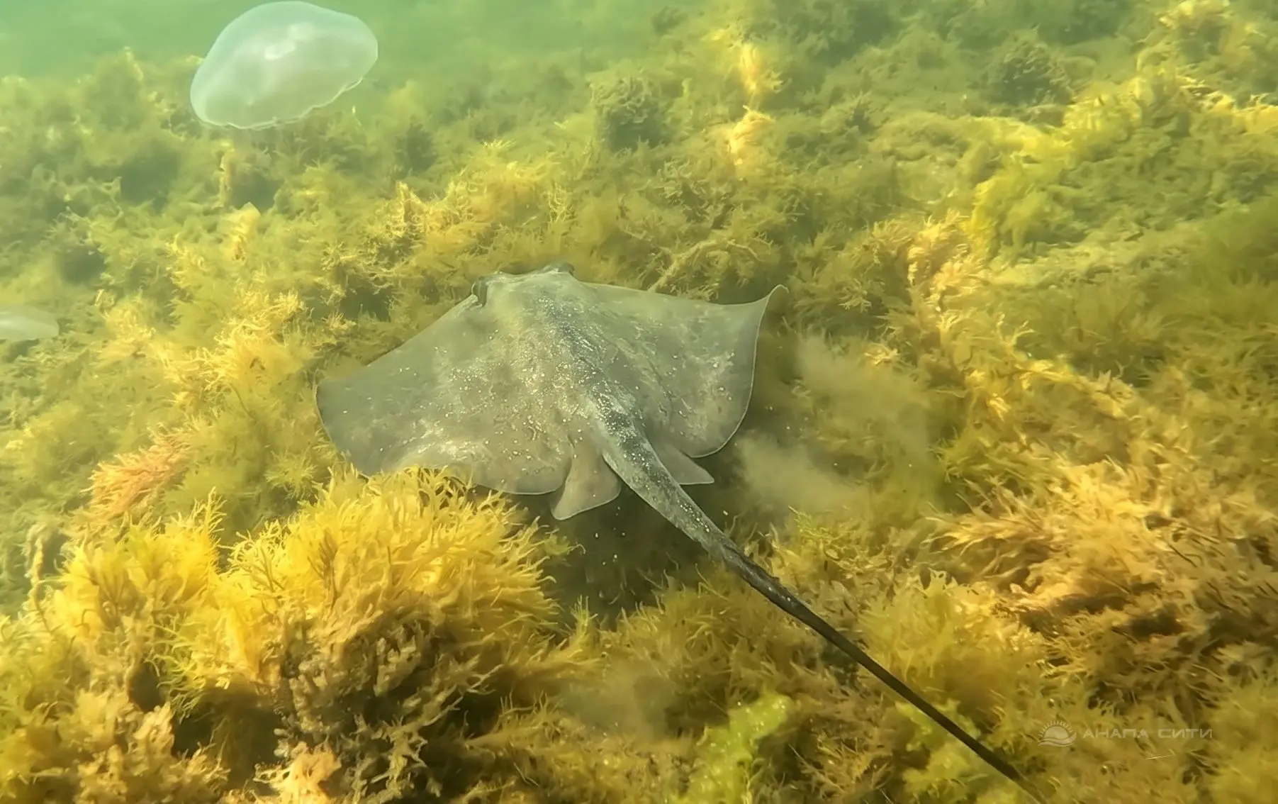 Подводные красоты Анапы у Высокого берега. Море чистое, много живности 🦀 🐟.
Анапа Сити | Подписать