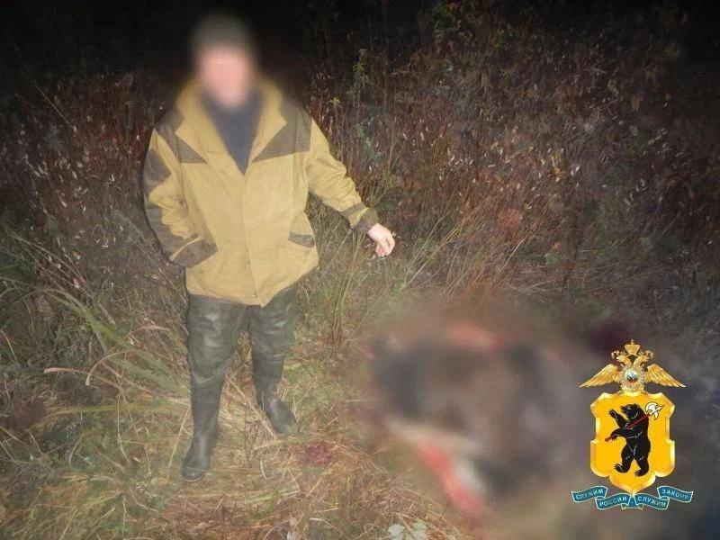 В Ярославской области охотник застрелил лося без лицензии.