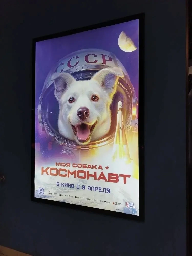 5 "В" рекомендует фильм "Моя собака - космонавт"🚀  19 августа 1960 года собаки Белка и Стрелка стали