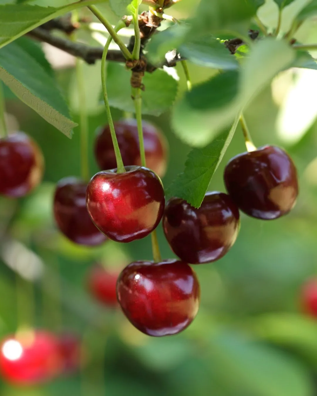Легендарная вишня Шоколадница в наличии!  🍒сорт очень устойчивый и зимостойкий, не болеет  🍒относитс