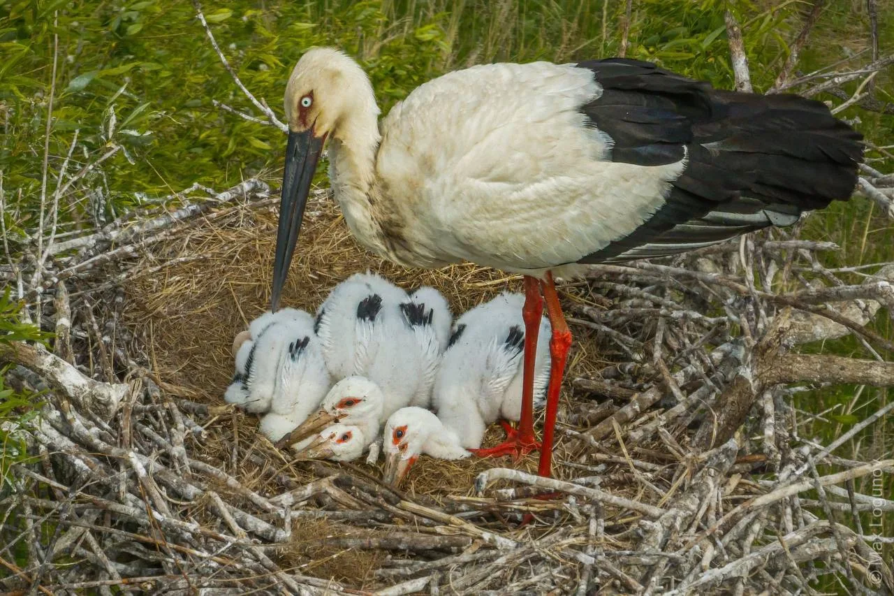 🐥 Птенцы аиста, за жизнью которых мы наблюдаем более двух месяцев, уже с трудом помеща...