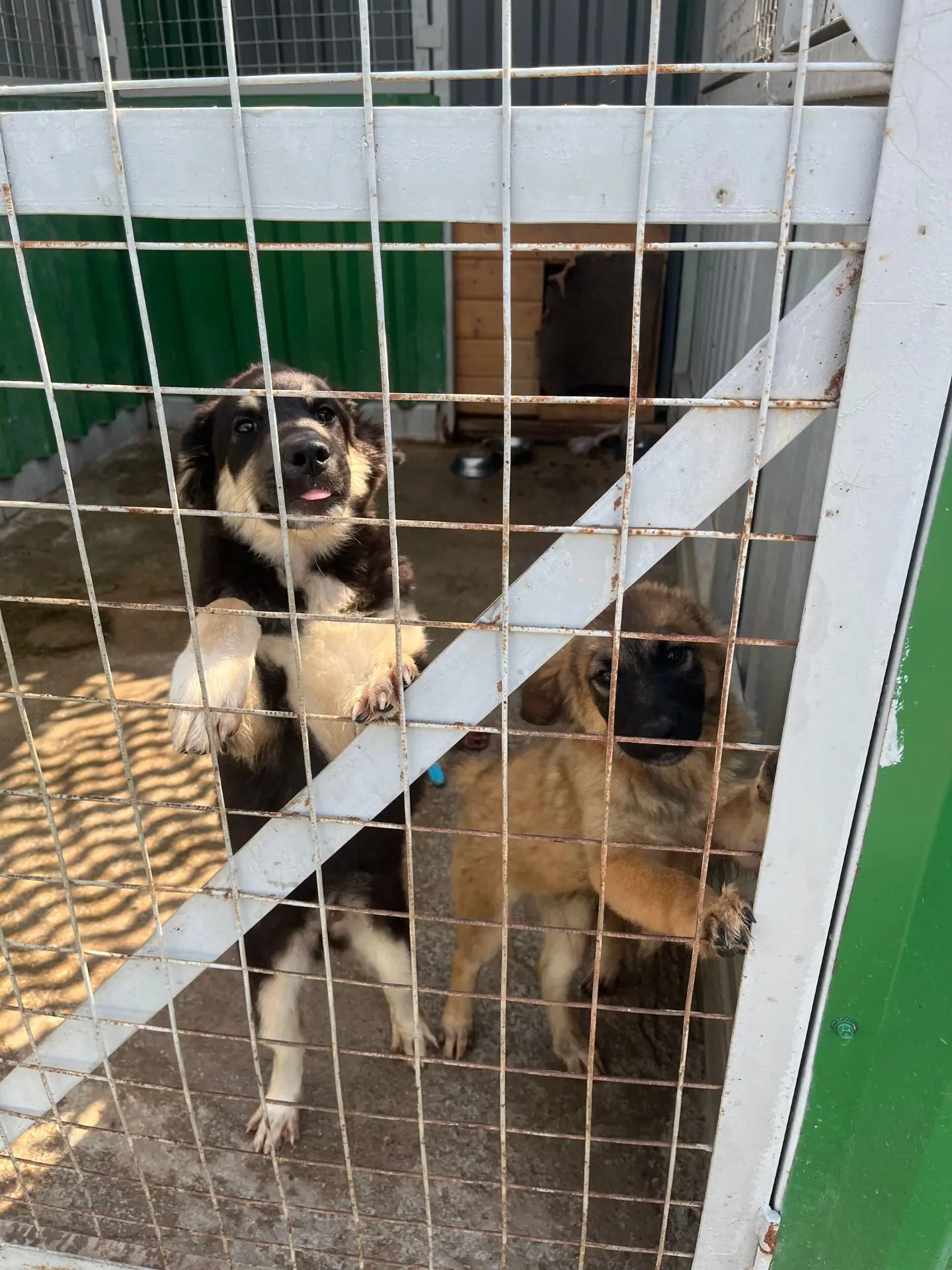🐾ЗООВОЛОНТЕРСТВО🐶