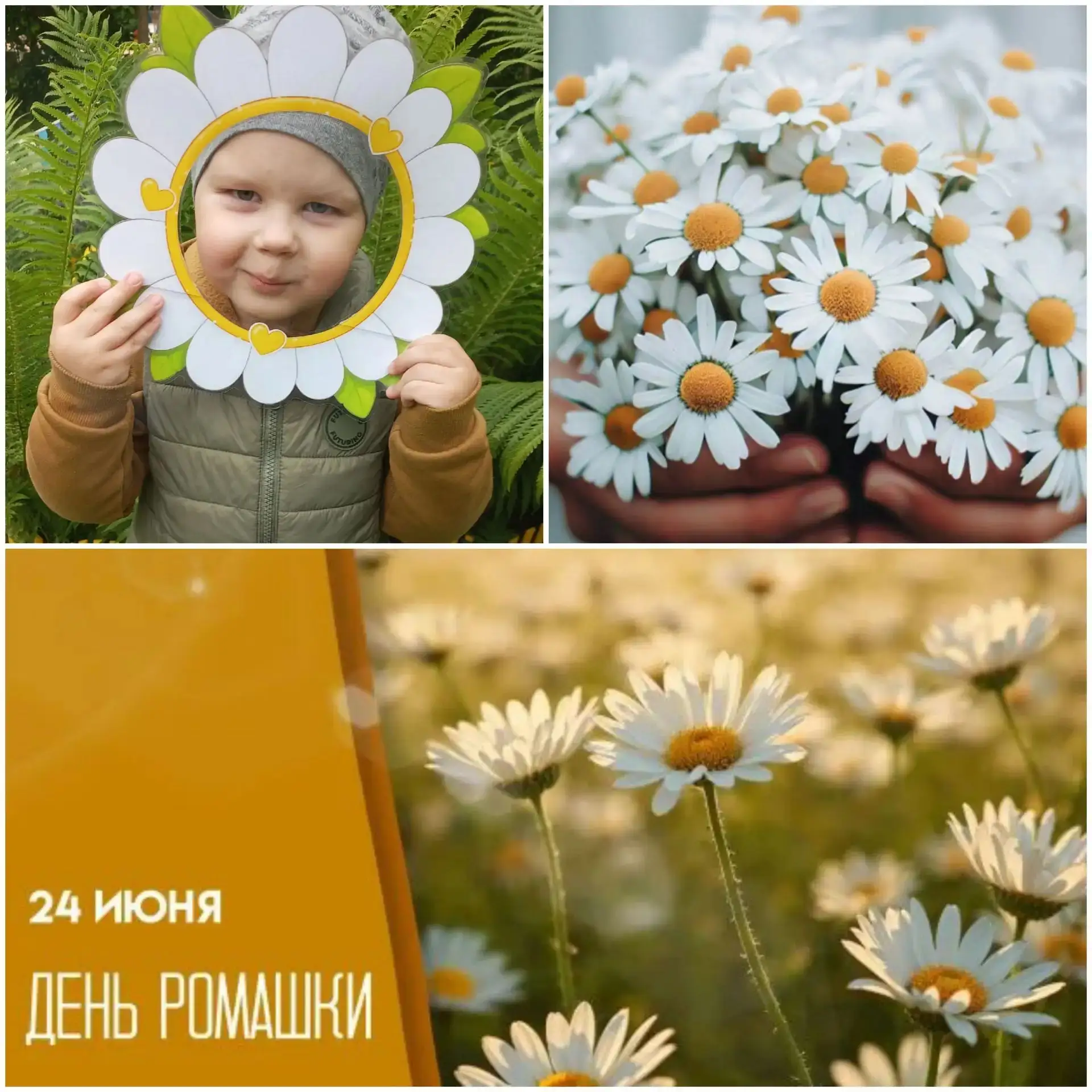 День ромашки стал отличным поводом для небольшой фотосессии "Мамин цветочек", в которой приняли учас