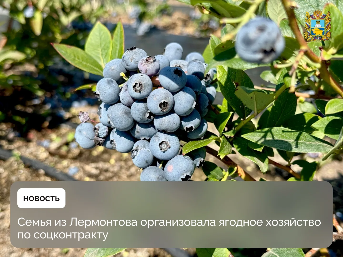 Светлана и Андрей Малаховы из Лермонтова создали полноценное ягодное хозяйство с помощь...