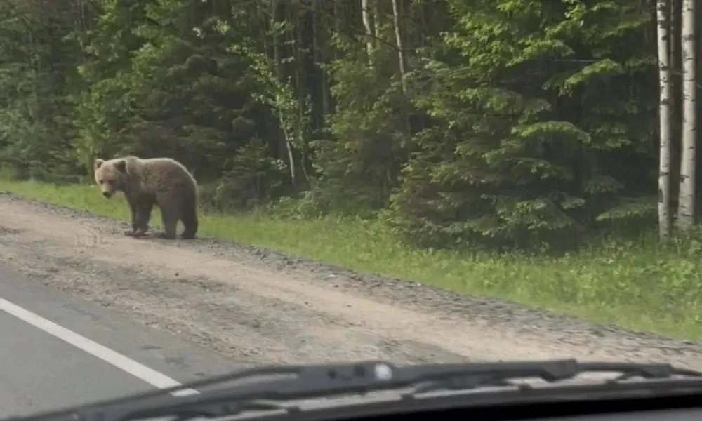🐻В посёлке Горный Щит медведь вышел к остановке школьного автобуса