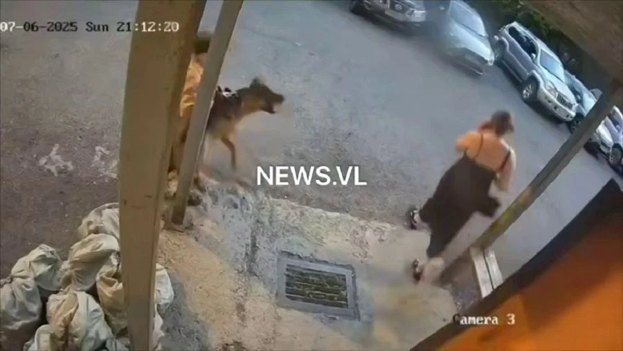 Овчарка бросилась на женщину с ребёнком около подъезда дома во Владивостоке