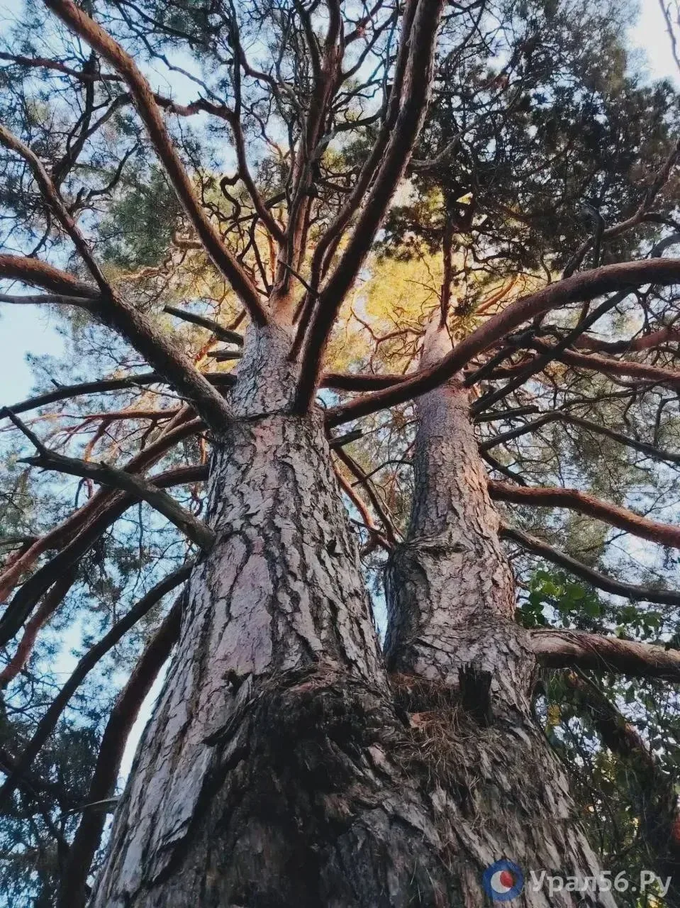 🍁 Осень пришла в Бузулукский бор