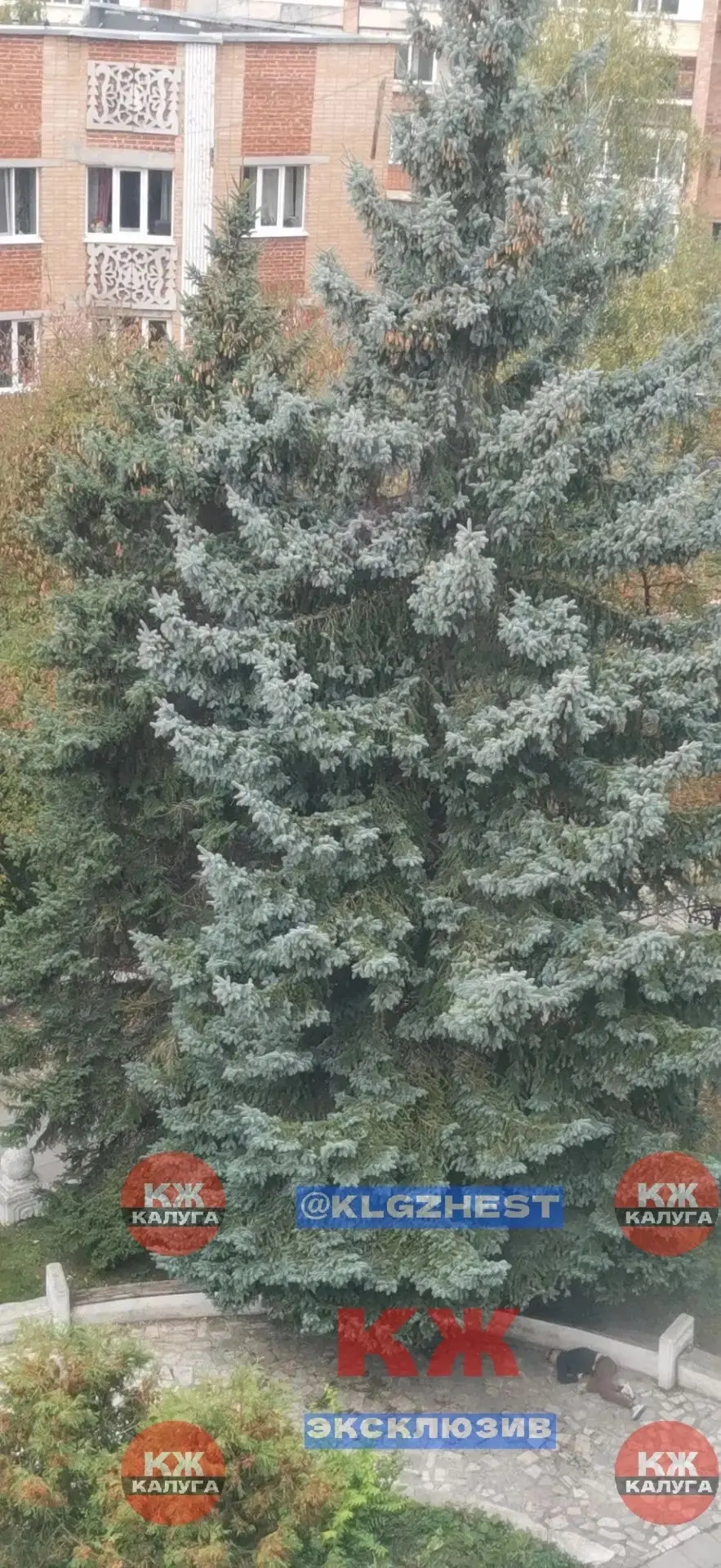 Пьяный скверик на Гагарина между домами 11 и 13.Парень лежит.