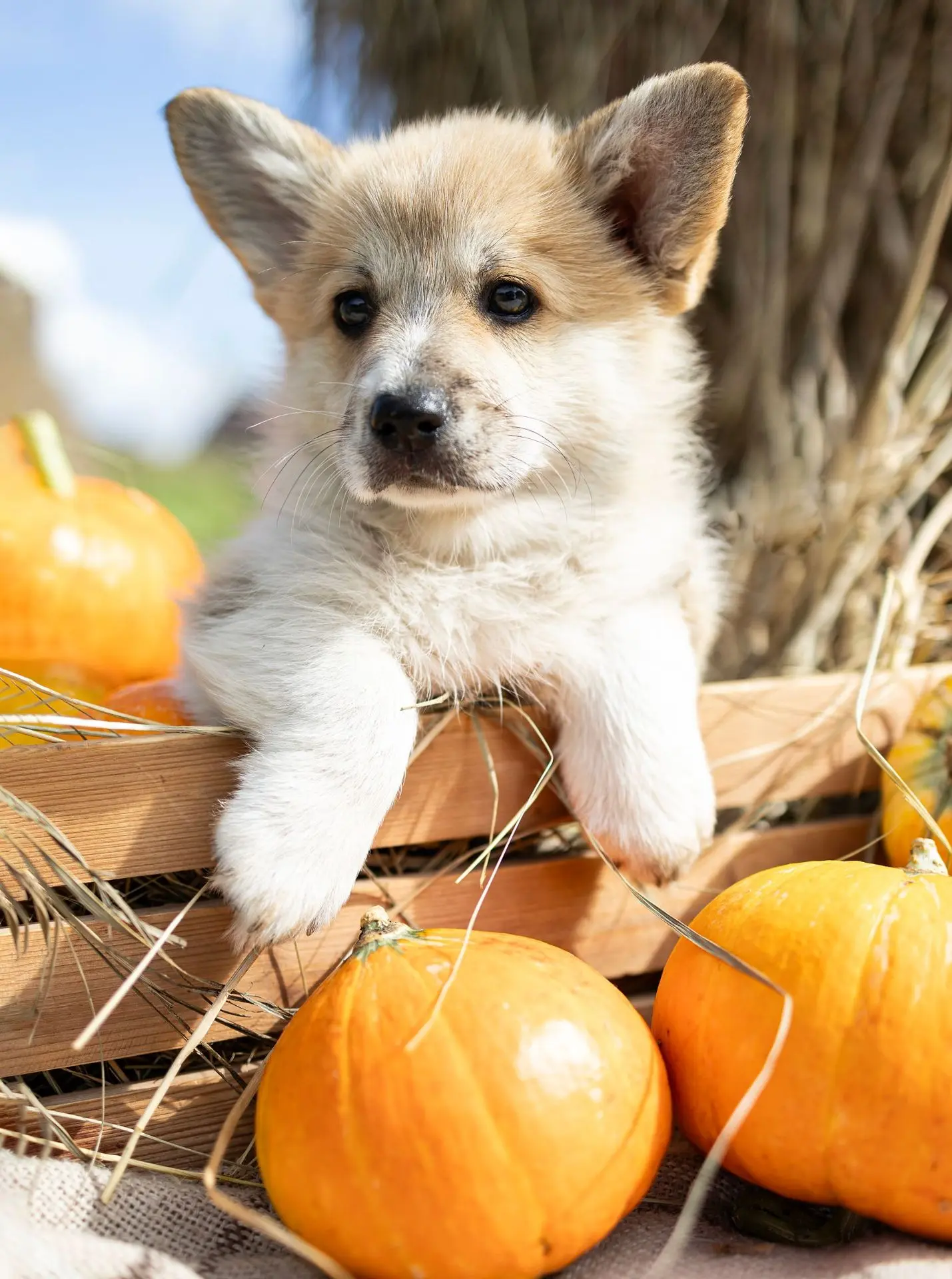 5 сентября 🍁 Осенний фотодень с малышами корги, и тыквами , есть несколько свободных о...