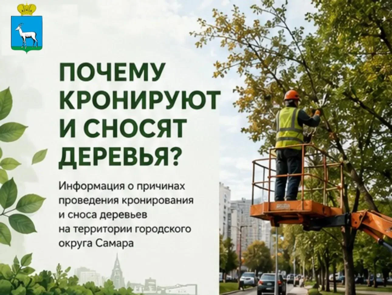 🌳 О кронировании и сносе деревьев в Самаре
