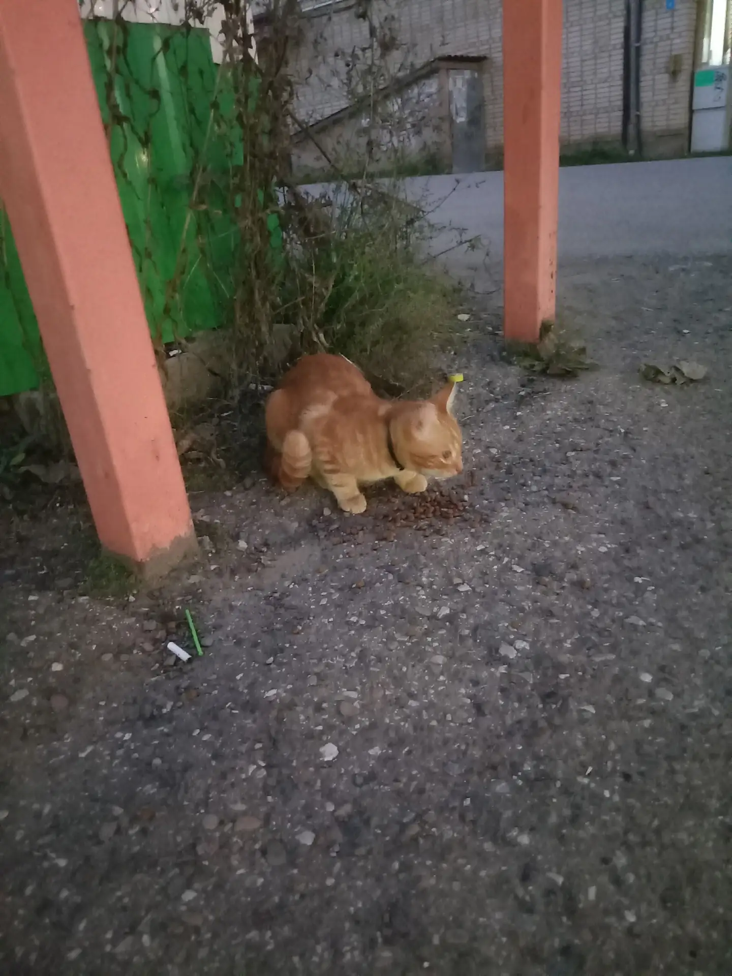 бегает маленький рыжий  котенок