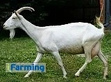 🐐 Как выбрать породу коз? Всё зависит от вашей цели!