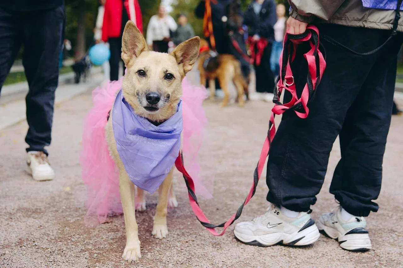 🐾 Кажется, у нас тут намечается очень пушистая встреча!