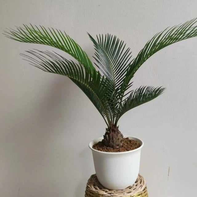 Цикас: экзотика с древней историей 🌿